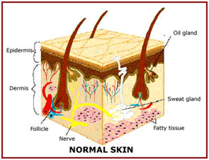 auroh homeopathy alopecia areata - structure of human skin and hair